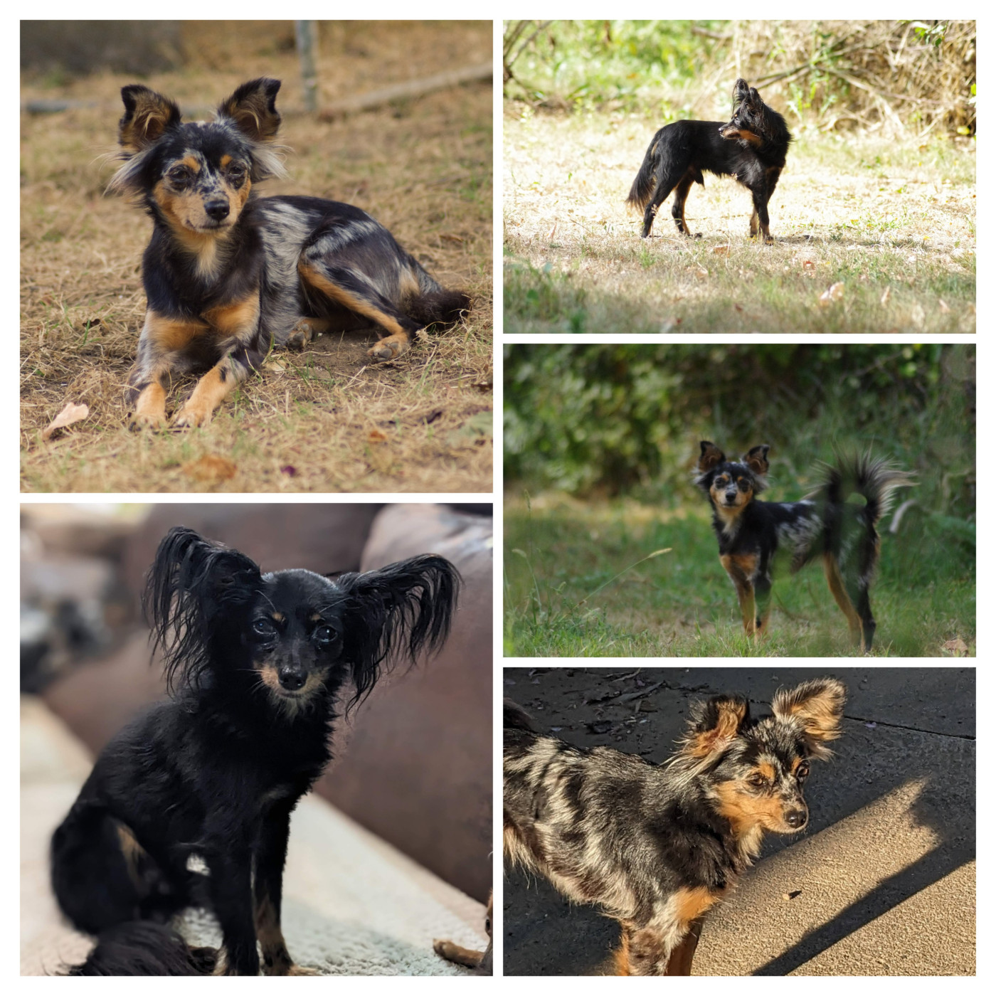 Des chiots pour décembre 