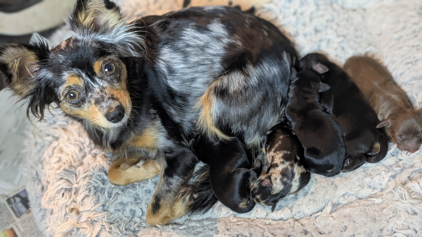 Les chiots de Tennessee sont nés le 4 décembre !!
