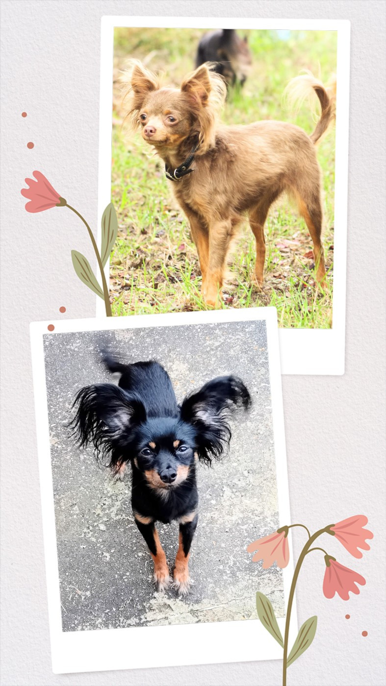 Unjoy devrait avoir des chiots fin juin