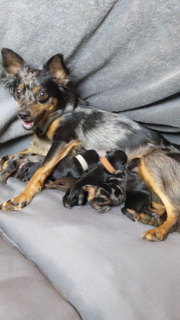 De La Petite Rivagerie - les chiots de Badou sont nés le 12 sept 2023 