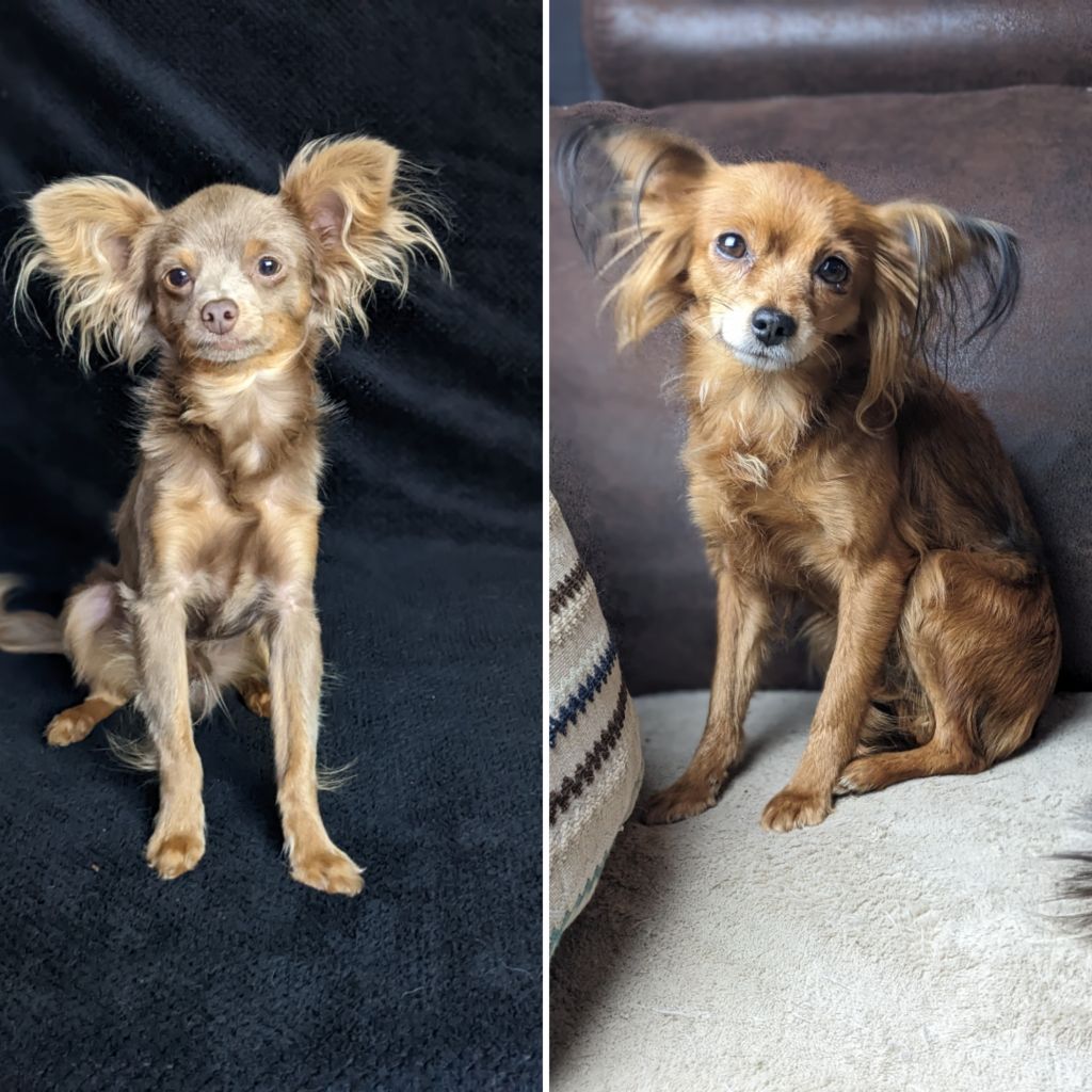 De La Petite Rivagerie - Les chiots de  Ollya et S'Oliver  sont nés !! Le 1er avril 24