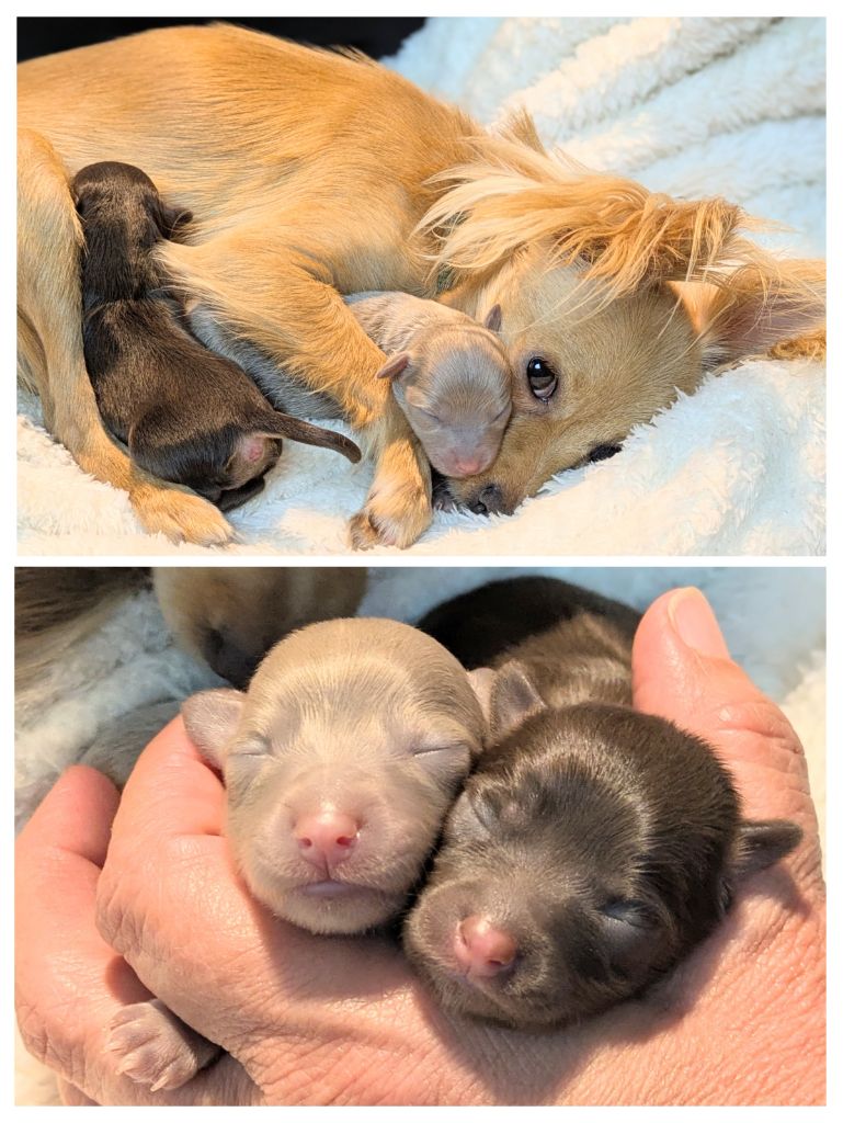 Les chiots de Venus sont nés le 21 mai 2025 