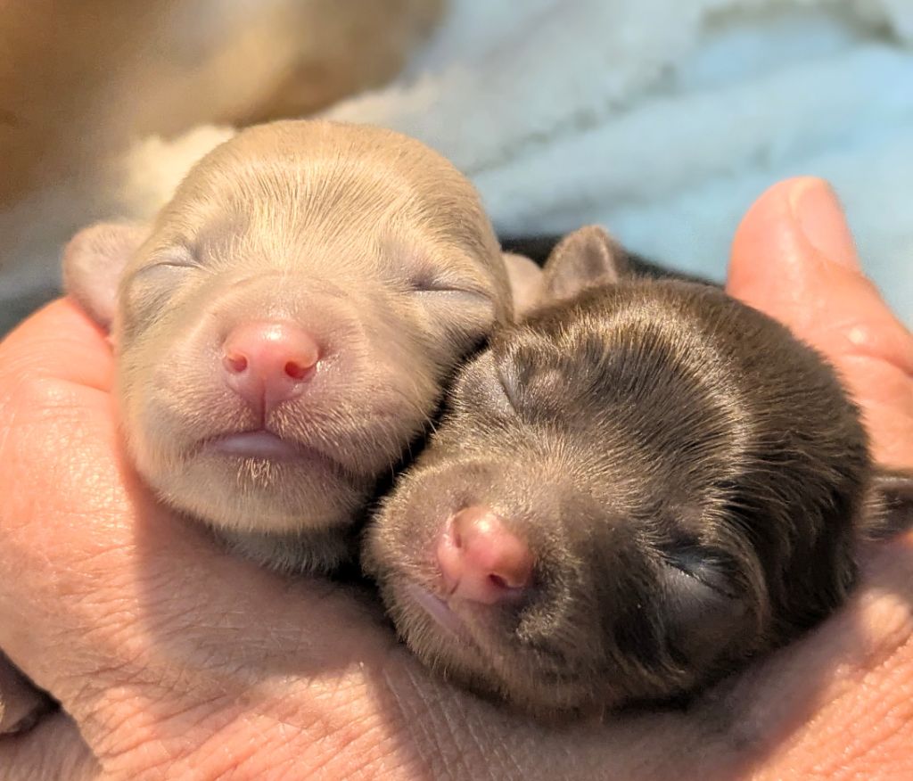 De La Petite Rivagerie - Chiots disponibles - Russkiy Toy (Petit Chien Russe)
