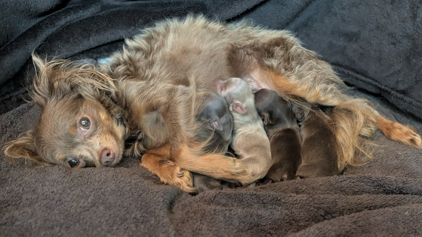 Chiot Russkiy Toy (Petit Chien Russe) De La Petite Rivagerie