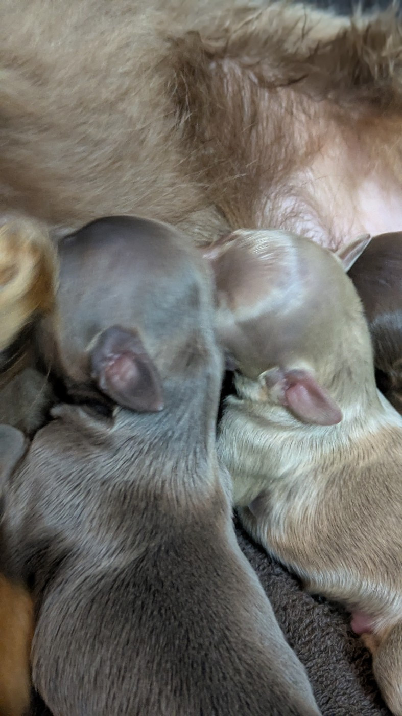 De La Petite Rivagerie - Chiots disponibles - Russkiy Toy (Petit Chien Russe)