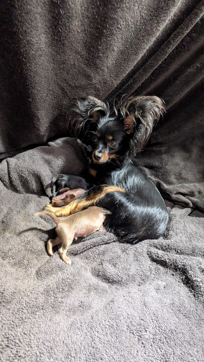 Chiot Russkiy Toy (Petit Chien Russe) De La Petite Rivagerie