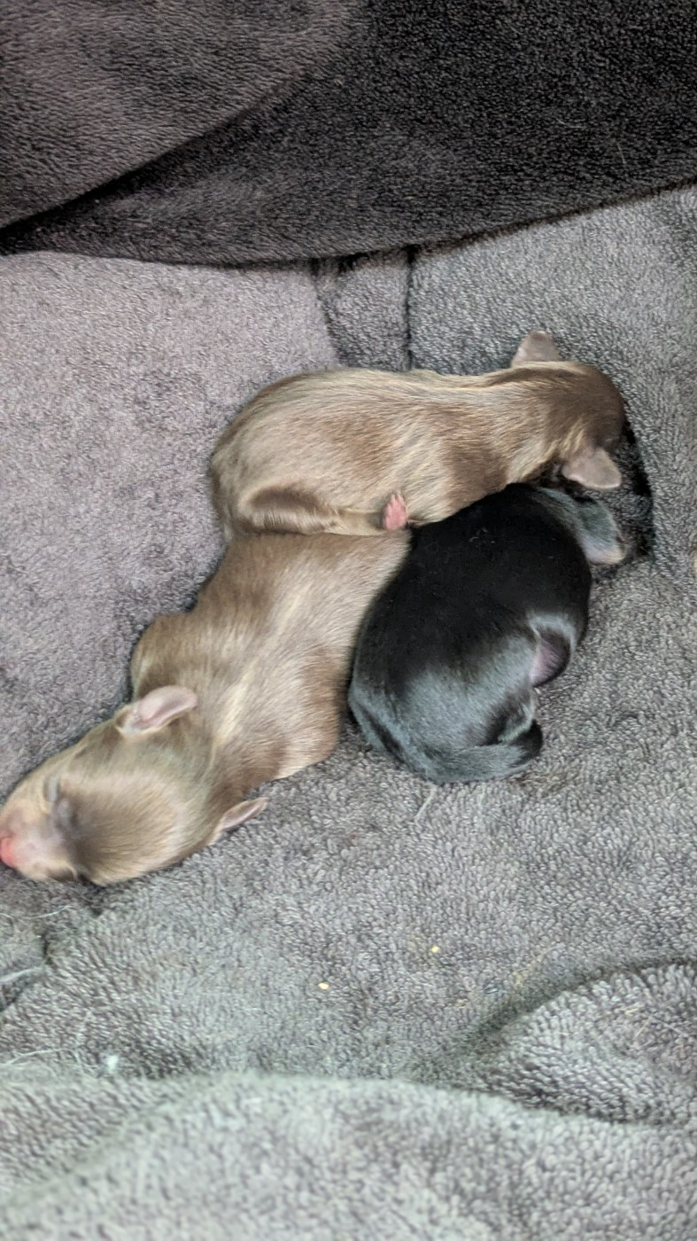 De La Petite Rivagerie - Chiots disponibles - Russkiy Toy (Petit Chien Russe)