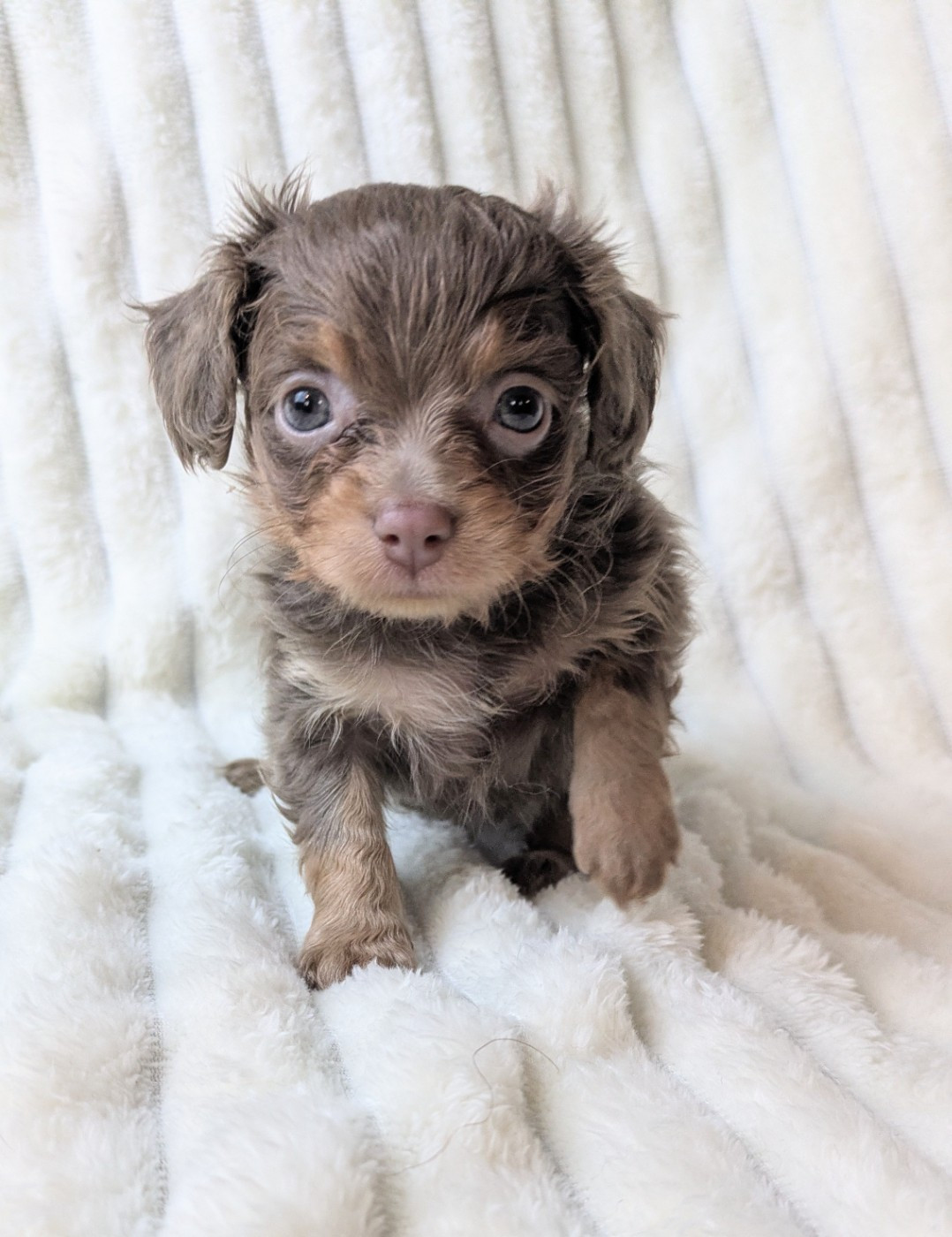 De La Petite Rivagerie - Chiots disponibles - Russkiy Toy (Petit Chien Russe)