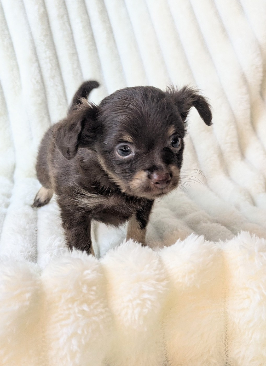 De La Petite Rivagerie - Chiots disponibles - Russkiy Toy (Petit Chien Russe)
