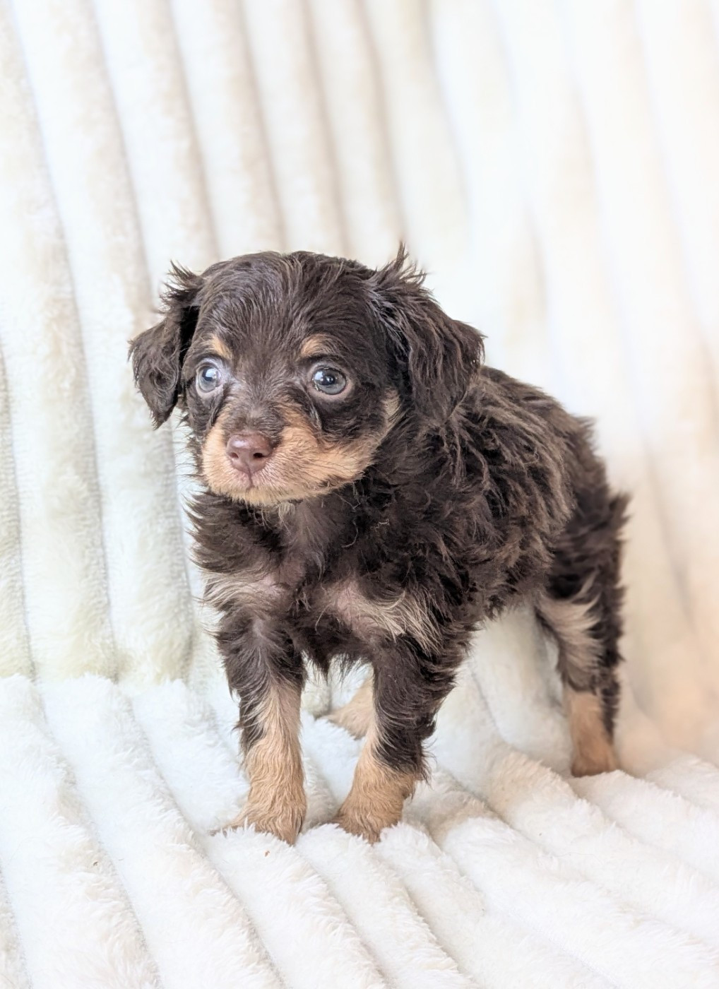 De La Petite Rivagerie - Chiots disponibles - Russkiy Toy (Petit Chien Russe)