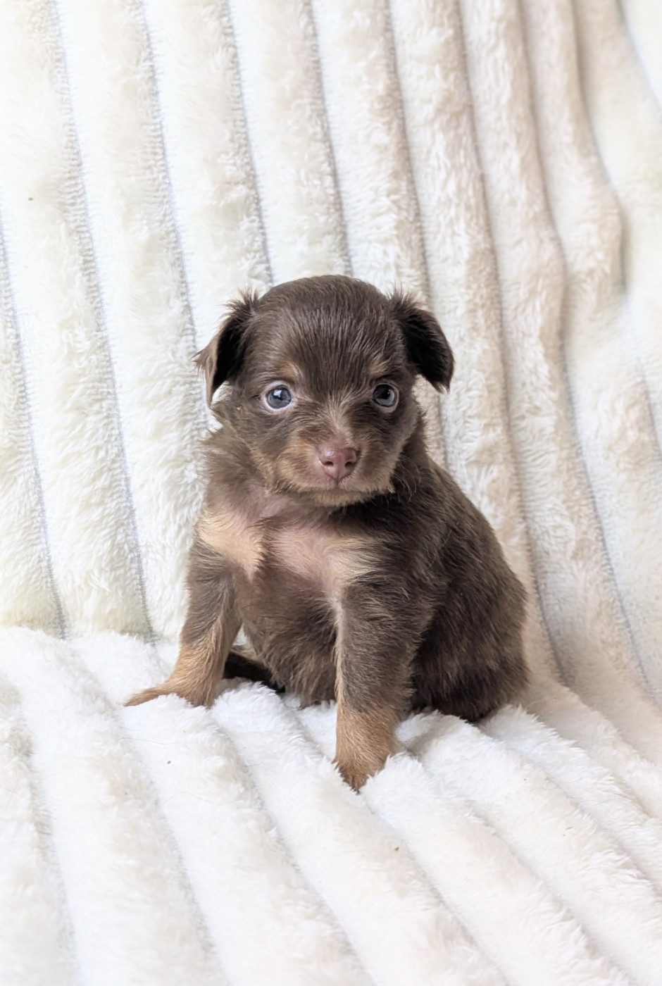 De La Petite Rivagerie - Chiots disponibles - Russkiy Toy (Petit Chien Russe)