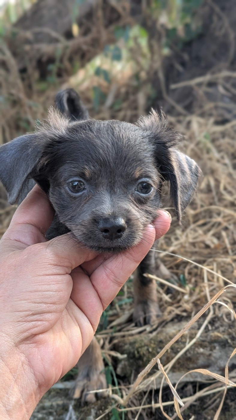 De La Petite Rivagerie - Chiots disponibles - Russkiy Toy (Petit Chien Russe)