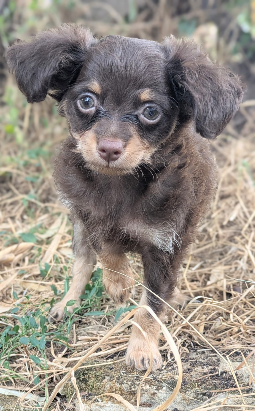 De La Petite Rivagerie - Chiots disponibles - Russkiy Toy (Petit Chien Russe)