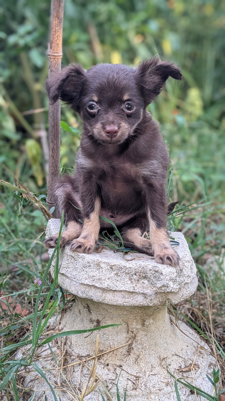 De La Petite Rivagerie - Chiots disponibles - Russkiy Toy (Petit Chien Russe)
