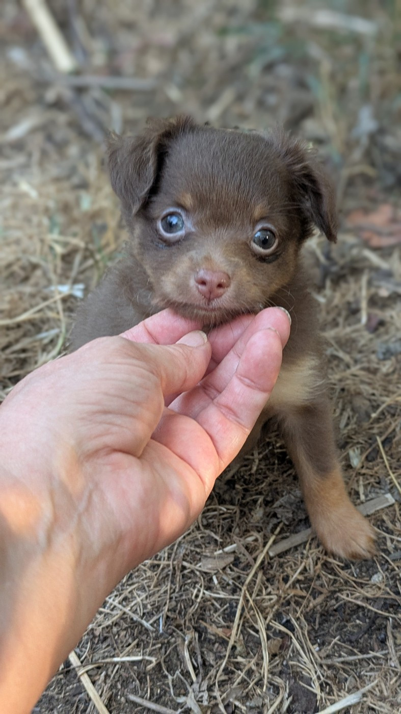 De La Petite Rivagerie - Chiots disponibles - Russkiy Toy (Petit Chien Russe)