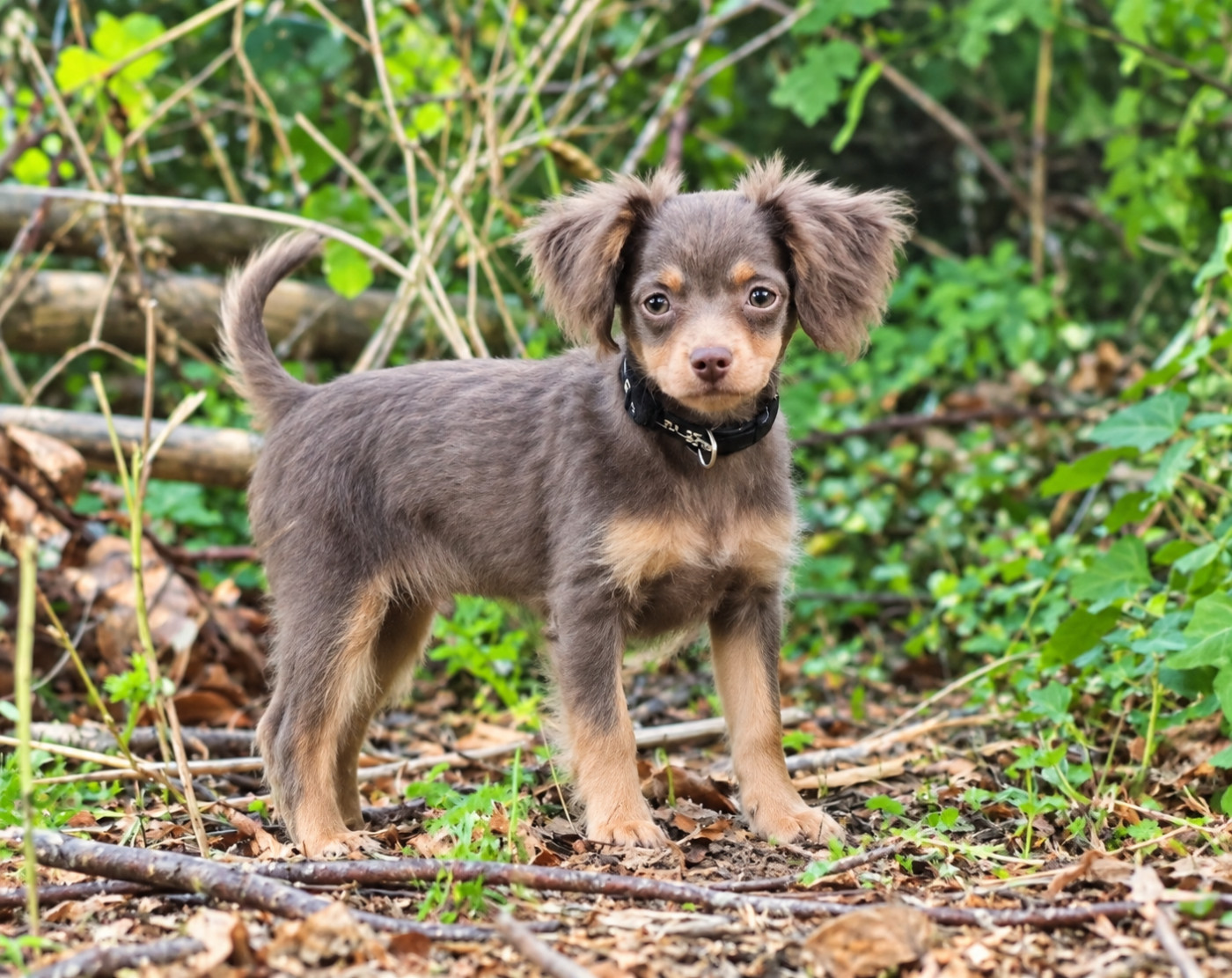 De La Petite Rivagerie - Chiots disponibles - Russkiy Toy (Petit Chien Russe)