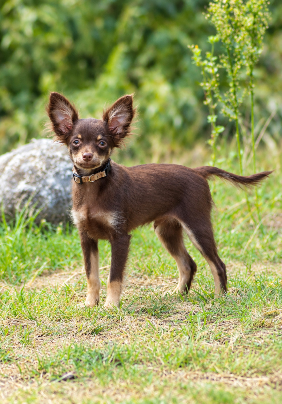 De La Petite Rivagerie - Chiots disponibles - Russkiy Toy (Petit Chien Russe)