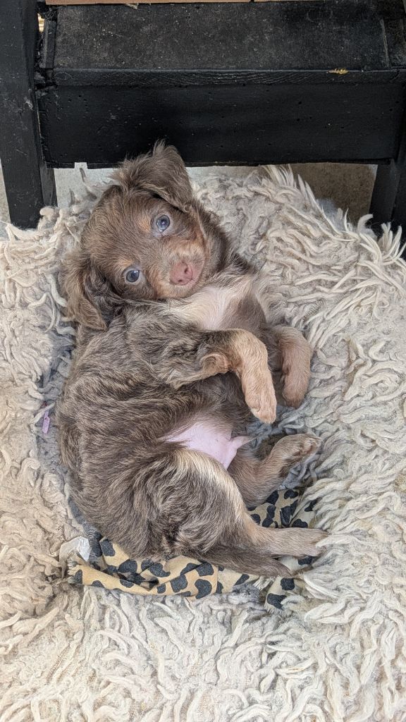 De La Petite Rivagerie - Chiots disponibles - Russkiy Toy (Petit Chien Russe)