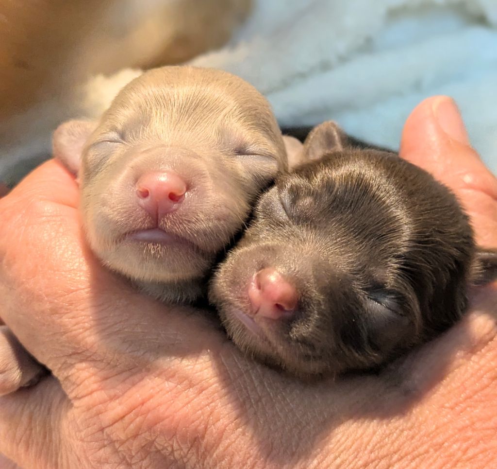 De La Petite Rivagerie - Chiots disponibles - Russkiy Toy (Petit Chien Russe)
