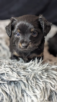 CHIOT