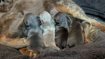 CHIOT 4 marron et feu (ou fauve charbonné de marro