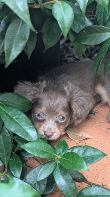 Bambino/ boy lilac CHIOT 2 lilas et feu