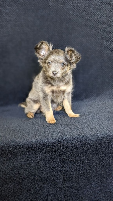 CHIOT
