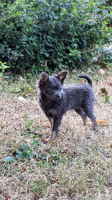 CHIOT Tyson 