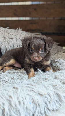 Femelle marron et feu poil long CHIOT 2