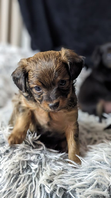 CHIOT