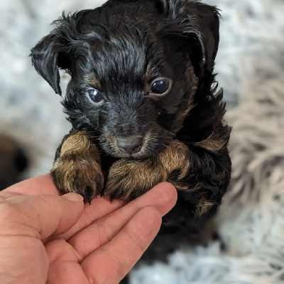 CHIOT
