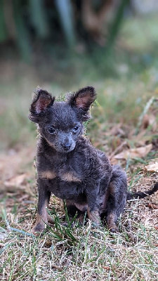 CHIOT