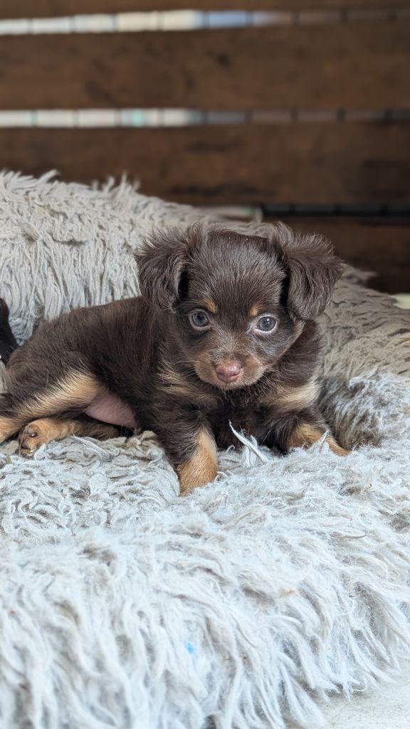 De La Petite Rivagerie - Chiots disponibles - Russkiy Toy (Petit Chien Russe)